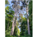 Villers-Cotterêts - Alignement de pins laracio