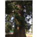 Sequoia géant - Chauny